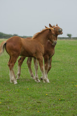 Naklejka na ściany i meble photo of a playful pair of Suffolk punch foals 