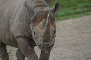 Obraz premium close-up photo of a Black Rhino