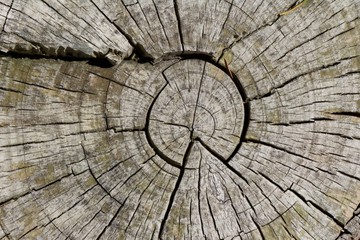Fototapeta premium Tronco de madeira cortado transversalmente com fissuras.
