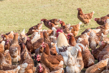 Freilandhühner