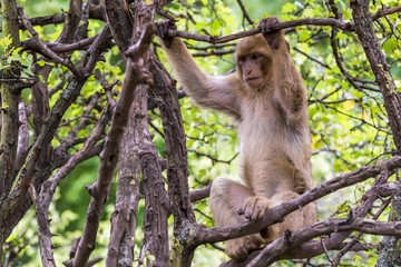 Affe in natürlicher Umgebung