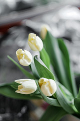 Fototapeta premium white tulips . Delicate spring bouquet with green leaves
