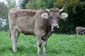 Kuh mit Hörnern auf der wiese