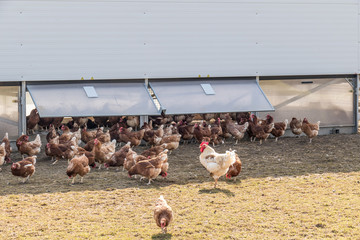 Freilandhühner am Hühnerwagen © focus finder