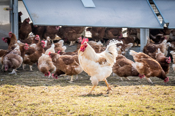 Freilandhühner am Hühnerwagen