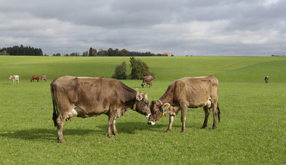 Kühe auf der Wiese im Allgäu