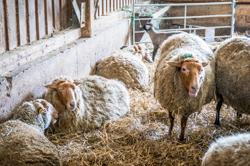 Schafe im Stall