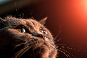 yellow cats eye. close up. Close up image of cat's eye