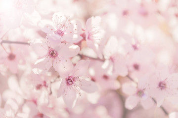 pink cherry tree flowers background