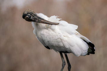Wood Stork