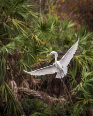 Great Egret