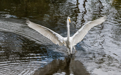 Great Egret