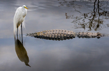 Great Egret