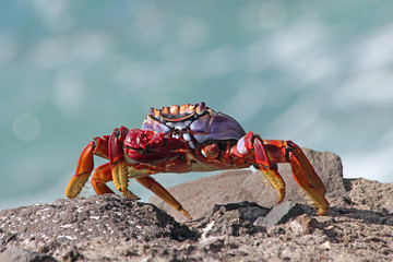 TIERE_4860_rote_Klippenkrabbe