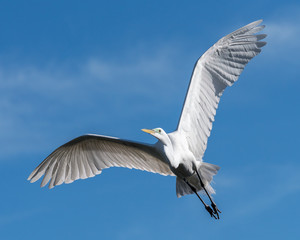Great Egret