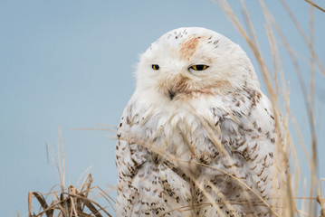 Snowy Owl