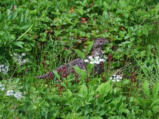 北アルプスの夏の雷鳥