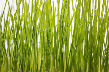 green wheatgrass growing  abstract