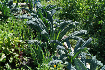 Fresh new kale farm in garden