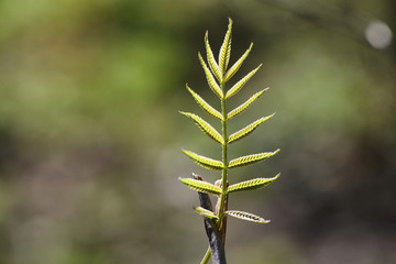 Spring nature. Leaves and bushes with the first green leaves in 