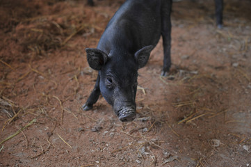 Black pig in the pig cage