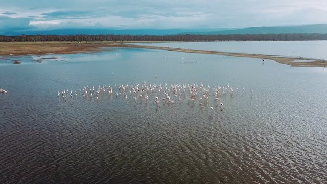 aerial view of flamingo birds on lake Nakuru in Kenya