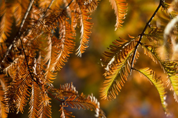 Nadelbl&auml;tter in der Herbstsonne