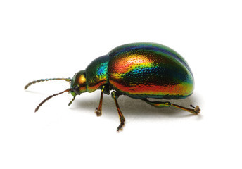 Leaf beetle Chrysolina graminis