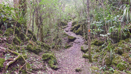 Trail over solidified lava on the in Rangitoto New Zealand