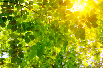 Obraz premium Green leaves and sun