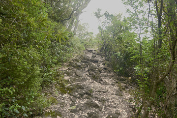 Trail over solidified lava on the in Rangitoto New Zealand