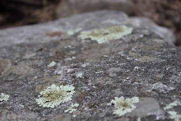 Mossy covered branches and stones in woods