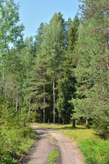 Road in the pine forest