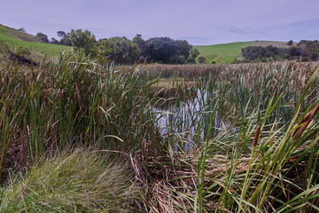 Cattails on the edge of a pond on Motutapu island New Zealand
