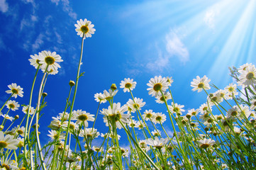 Field of daisies