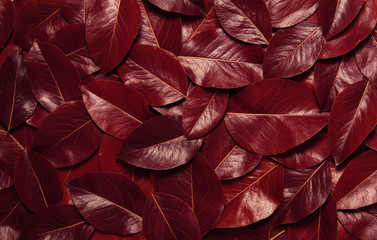 Leaf texture. Nature concept
