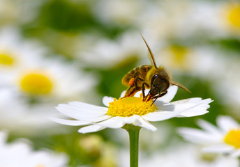 Bee and flower