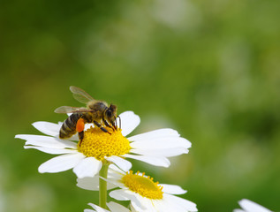  bee with her pollen basket full