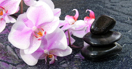 Spa background with pink orchid and black stone.