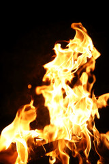 Tongues of flame of fire of orange-yellow color from burning fir