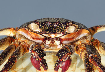 TIERE_4178_rote_Klippenkrabbe_(tot)