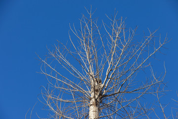 Poplar with a crowned crown clipped top illuminated by the rays of the setting sun against the background of a cloudless March sky in the city park