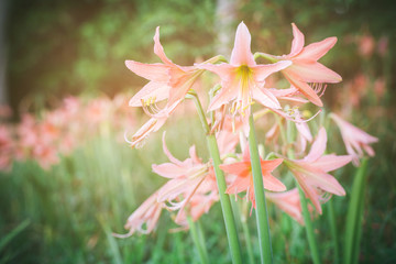 Pink flowers bloom in the garden. Ornamental plant . Soft focus and blur