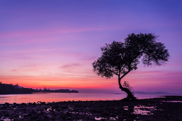 landscape with a lonely tree on the sea.lonely tree in the Sea.select focus.