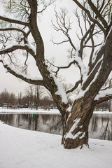 tree, in winter with snow. landscape.