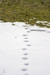 traces of cat and dog on the snow. green grass