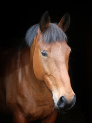 Obraz premium Strzał w głowę konia