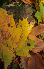 Осенний листопад