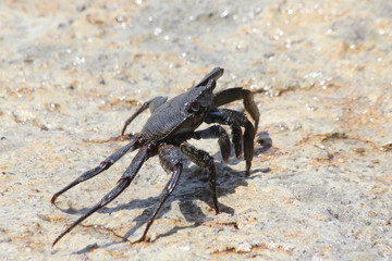 TIERE_4623_rote_Klippenkrabbe