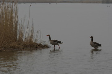Wildgänse bei Husum